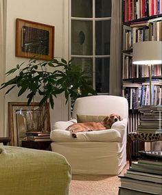 a dog laying in a chair next to a bookshelf with many books on it