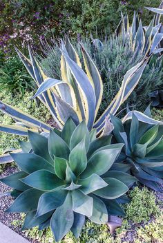 some very pretty plants in a big garden