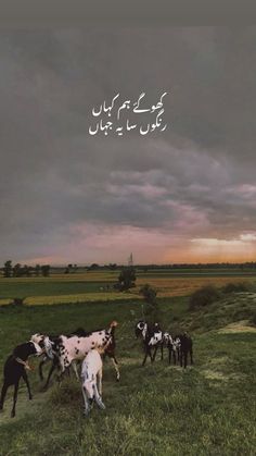 several cows grazing in a field under a cloudy sky with the words written in arabic