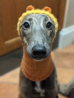 a gray dog wearing a yellow knitted hat with ears on it's head