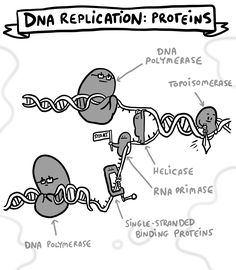 an image of a diagram showing the different types of proteins and how they work