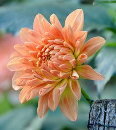 an orange flower sitting on top of a wooden post