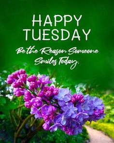 purple flowers are in the foreground and green grass behind it is a happy tuesday message