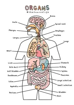 diagram of the human body organs and their major structures labeled in this diagram, you can see