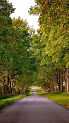 an empty road surrounded by trees and grass