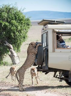 a mother cheetah and her two young cubs in the back of a vehicle