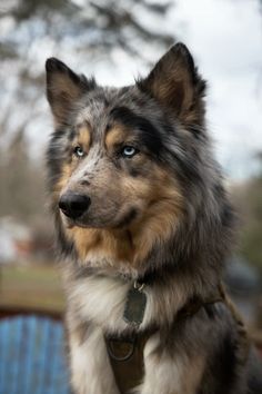 a close up of a dog with a collar and leash around it's neck