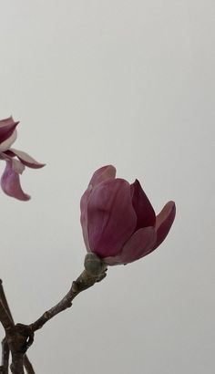 two pink flowers are blooming on a branch in front of a gray sky with no clouds