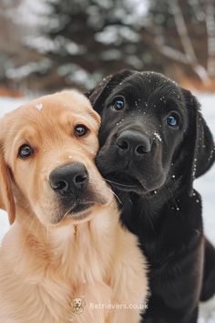 two dogs sitting in the snow with their noses close to each other's faces