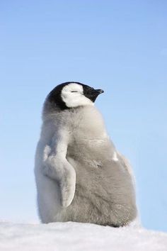 a penguin standing on its hind legs in the snow