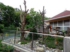 a tree that has fallen over in front of a house