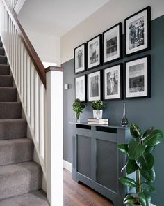 a staircase with pictures on the wall above it and a potted plant in front