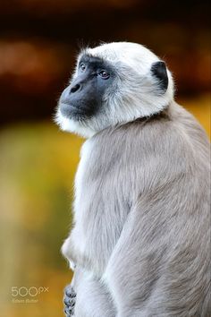 a close up of a monkey on a tree branch with its head turned to the side