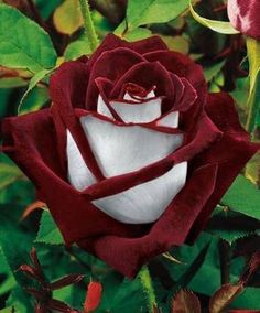 a red and white rose with green leaves