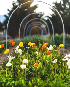 the flowers are blooming in the garden by the metal arches and grass on the ground