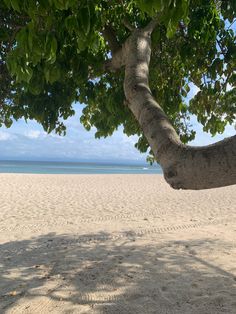 a tree on the beach with its trunk hanging over it's head and water in the background