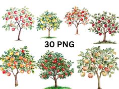 watercolor apple tree clipart set