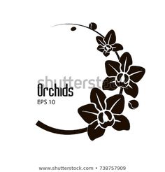 black and white orchids with the text orchids eps1097890