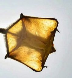 an upside down view of a kite flying in the sky