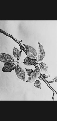 a drawing of a branch with leaves on it