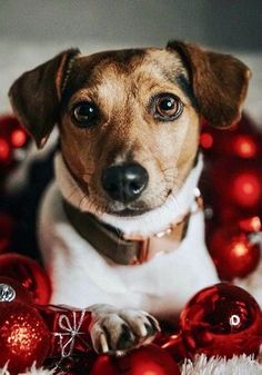 a brown and white dog sitting in front of christmas decorations with red balls around it