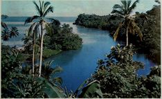 an aerial view of a river surrounded by palm trees