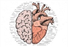 the human heart and brain are depicted in this hand drawn illustration