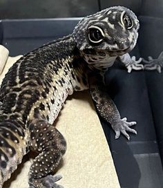 a close up of a small lizard on a surface with other lizards in the background