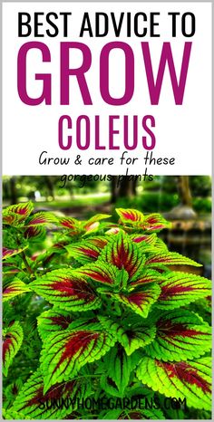 the best advice to grow coleus for those gardeners who love their garden plants