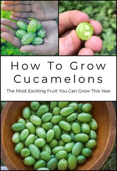 how to grow cucumbers the most exciting fruit you can grow this year