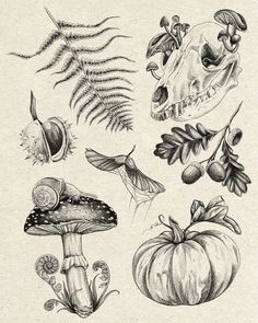 an ink drawing of different types of plants and animals, including mushrooms, leaves, and other things