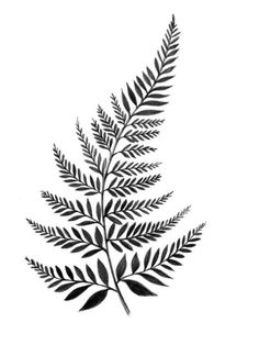 a black and white drawing of a fern leaf