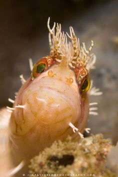 a close up view of a fish with its mouth open and eyes wide open, looking at the camera