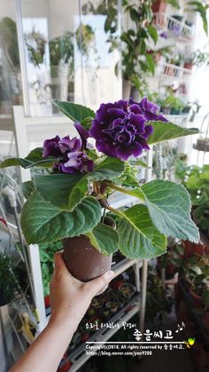 a person holding up a potted plant with purple flowers in the center and green leaves