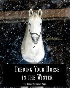 a white horse standing in the snow with text reading feeding your horse in the winter