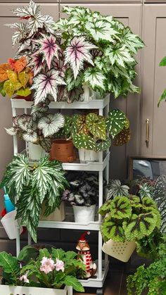 a shelf filled with lots of different types of plants