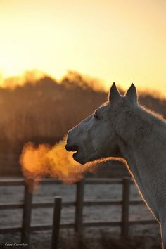 a white horse standing in front of a fence with its head turned to the side