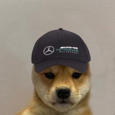 a dog with a mercedes hat on it's head sitting in front of a wall