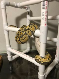 a snake is sitting on top of a white pipe rack with two snakes in it