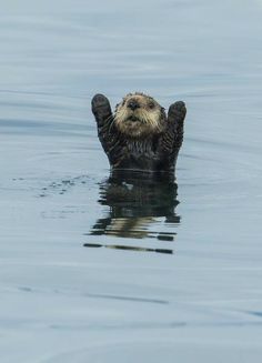 an otter swimming in the water with its paws up