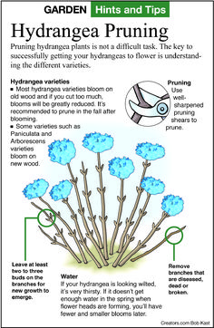 an info sheet with instructions on how to use hydroponies and tips for hydrangea pruning