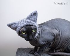 a cat with a knitted hat on top of it's head sitting on a rock