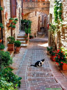 a black and white cat sitting in the middle of an alleyway with potted plants