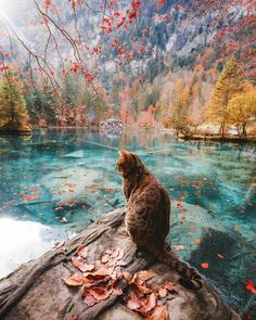 a cat sitting on top of a rock in front of a river filled with water