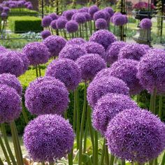 many purple flowers are growing in the garden