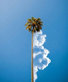 a tall palm tree standing in front of a blue sky with white clouds behind it