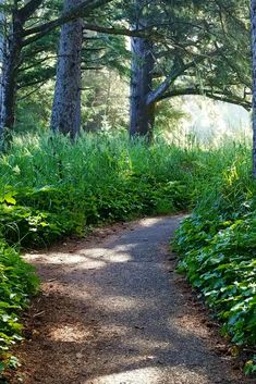 a path in the woods leading to some trees