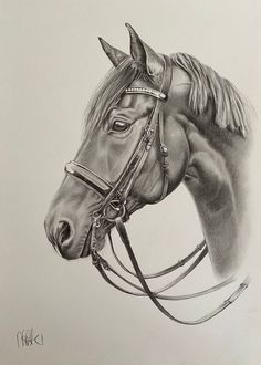 a pencil drawing of a horse's head and bridle