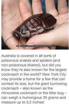 a person holding a large brown insect in their hand with the caption australia is covered in all sorts of poisonous snakes and spiders, but did you know they