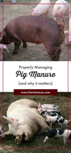 pigs and other animals are in a pen with the words property managing pig manure and why it matters